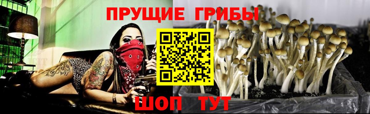 Новошахтинск  Галлюциногенные грибы Psilocybe  Вход с VPN 